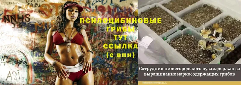 blacksprut маркетплейс  наркота  Рассказово  Галлюциногенные грибы GOLDEN TEACHER 